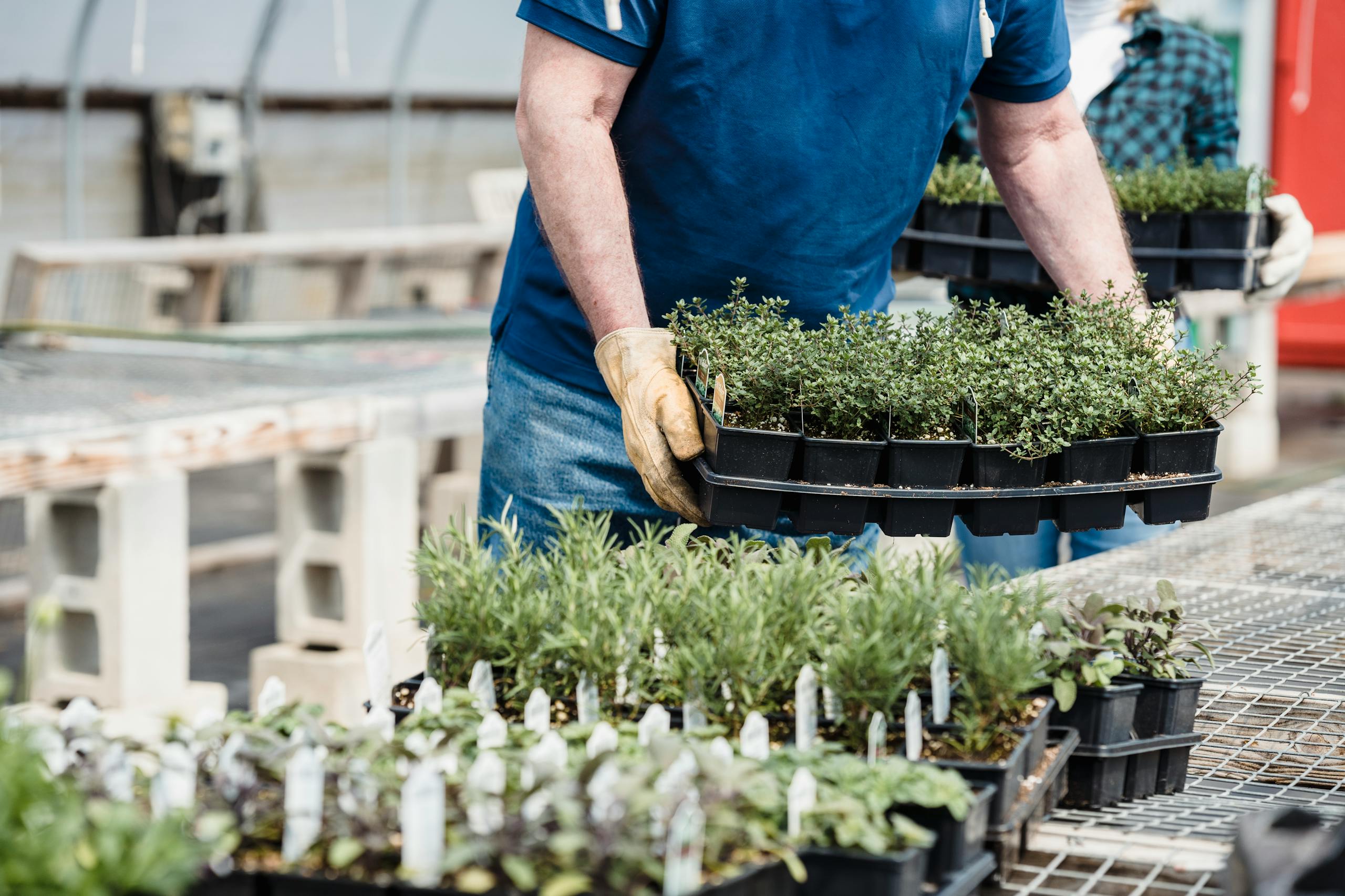 A gardener holds trays of potted plants in a greenhouse, showcasing horticultural activity.